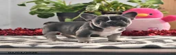 French Bulldog dogs for sale: Flower - Ad 4