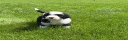 Sheepadoodle dogs for sale: Benji - Ad 3