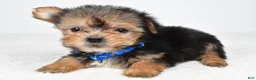 Morkie dogs for sale: Jeff teacup - Ad 6