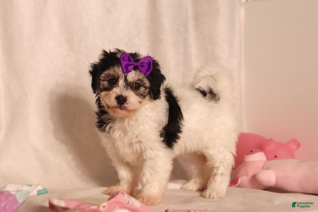 Havapoo dogs for sale: Claire - Ad 3