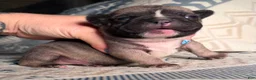 French Bulldog dogs for sale: Stella - Ad 7