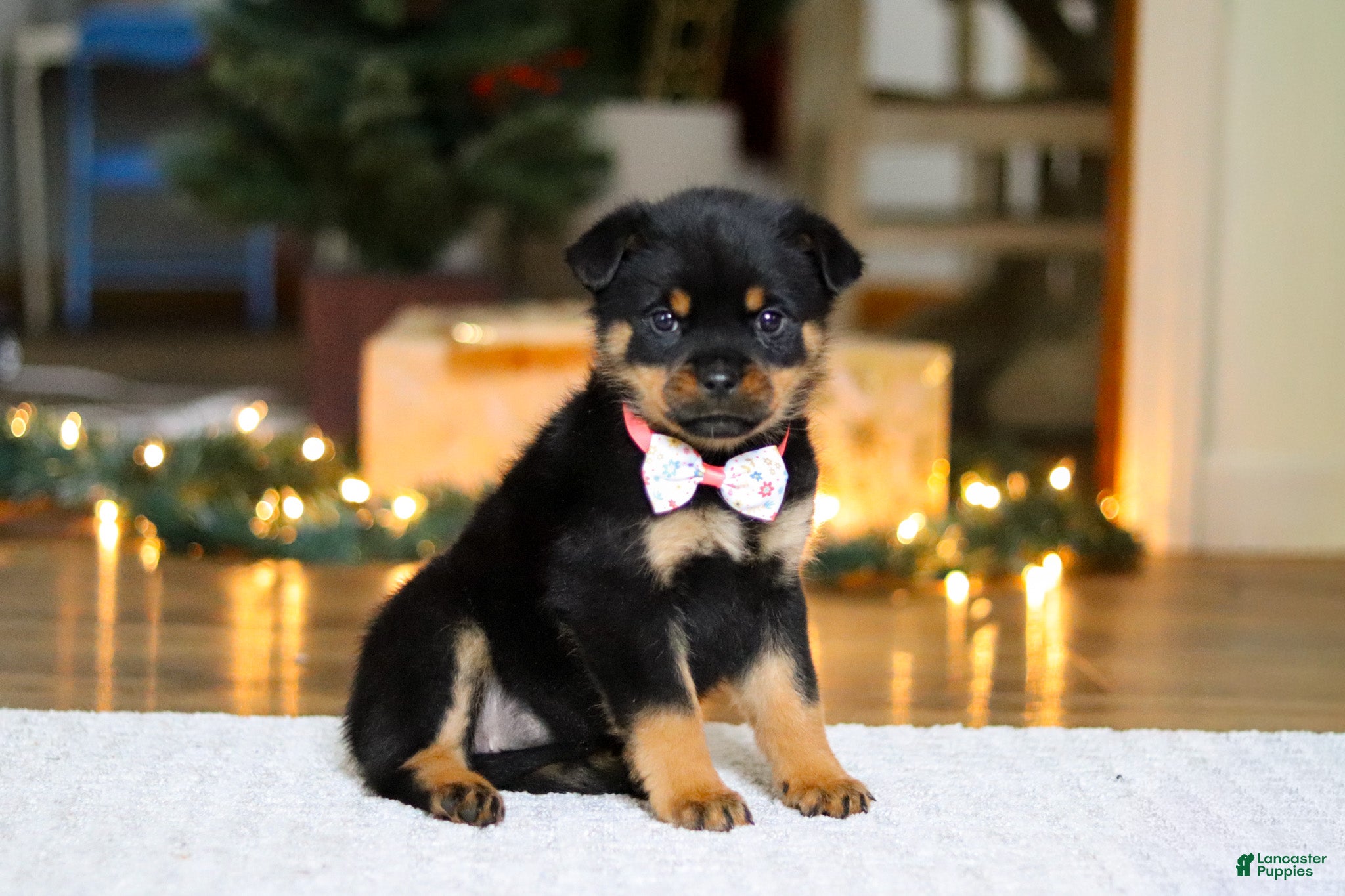 Rottweiler dogs Raven - Ad 7