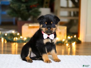 Rottweiler dogs Raven - Ad 7