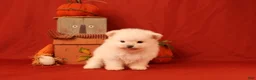 Pomeranian dogs for sale: Jane  - Ad 7