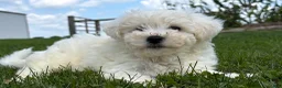 Bichon Frise dogs for sale: Teddy  - Ad 4