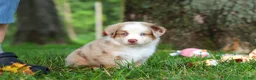 Miniature Australian Shepherd dogs for sale: Leo - Ad 12