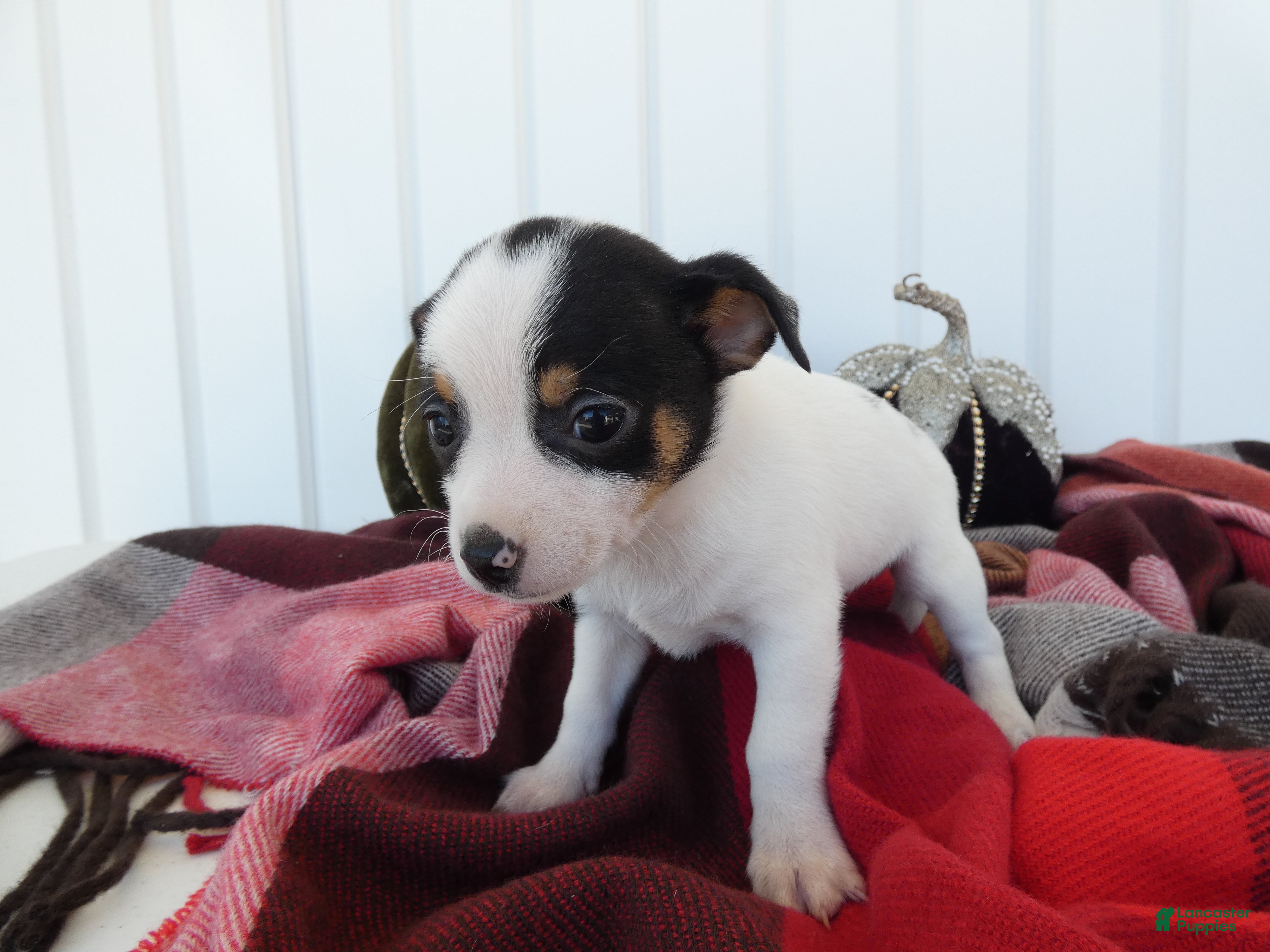 Chihuahua dogs for sale: Chihuahua 3 Thunder - Ad 19