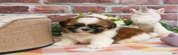 Shih Tzu dogs for sale: Fergie  - Ad 8