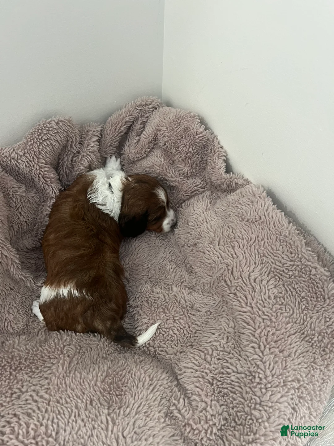 Miniature Dachshund dogs for sale: Star - Ad 3