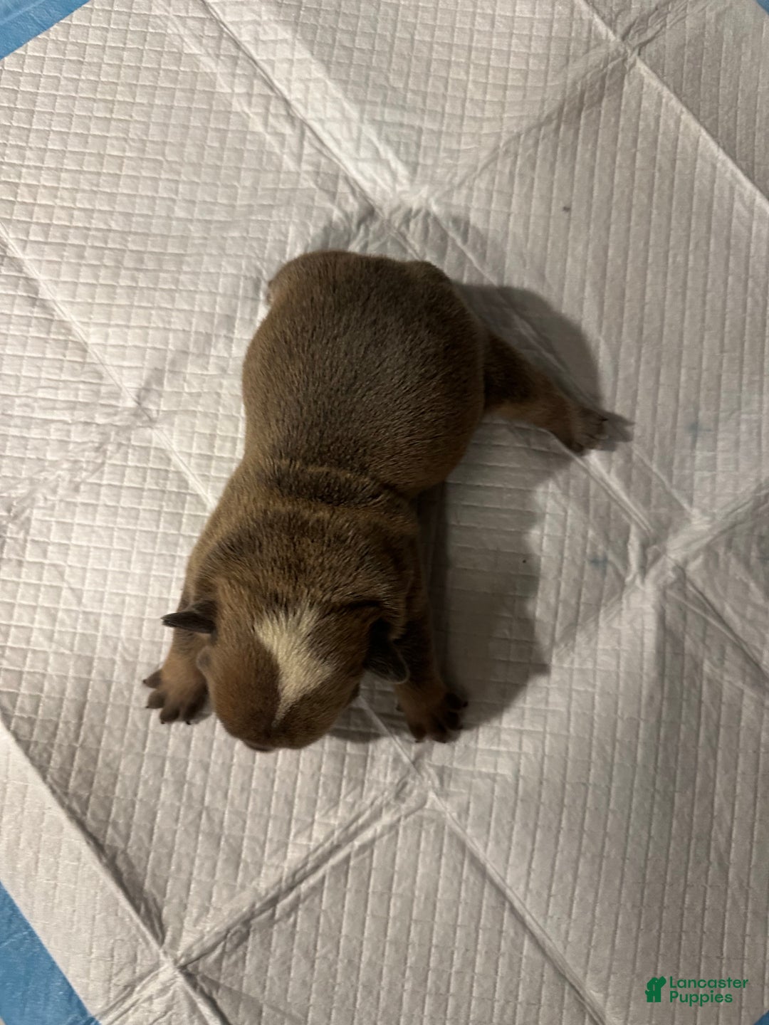 English Bulldog dogs for sale: Blue Fawn Merle Boy  - Ad 27