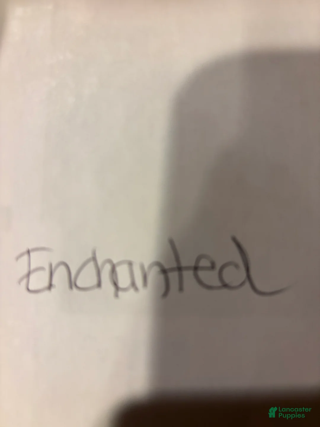 Coton De Tulear dogs for sale: Coton De Tulear Puppy 3 marshall - Ad 2