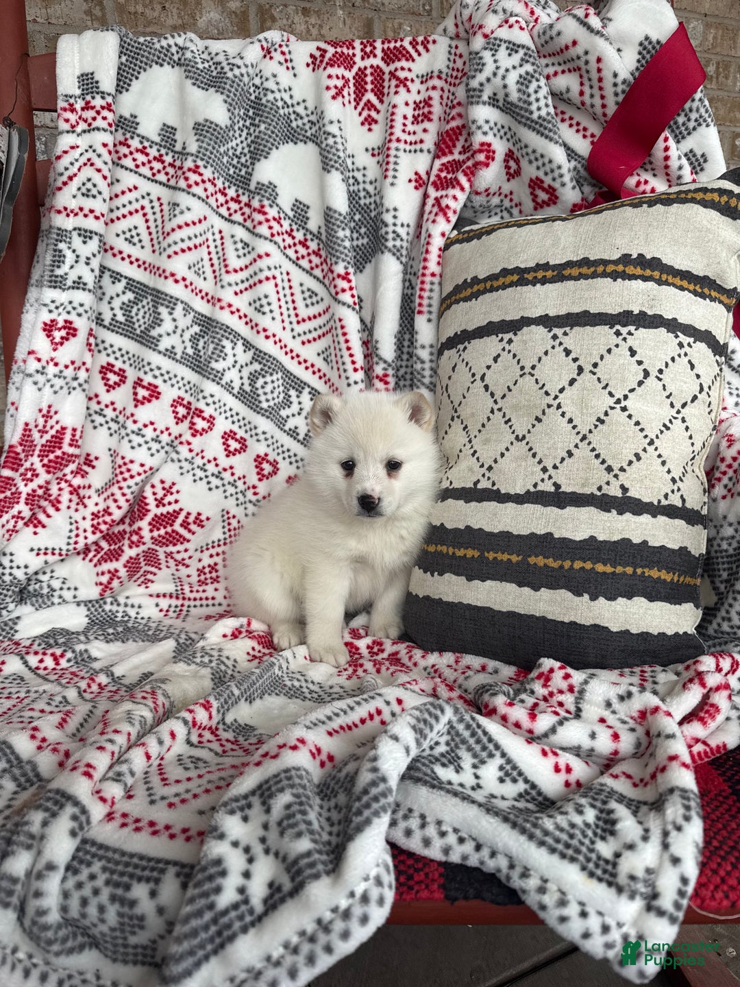 Pomsky dogs for sale: Luna - Ad 1