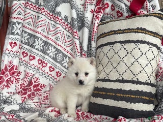 Pomsky dogs Luna - Ad 11