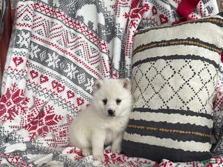 Pomsky dogs Luna - Ad 39