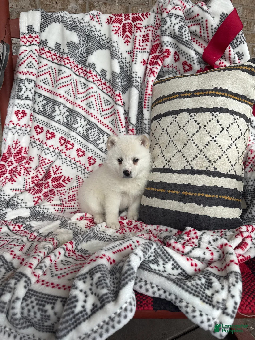 Pomsky dogs for sale: Luna - Ad 1