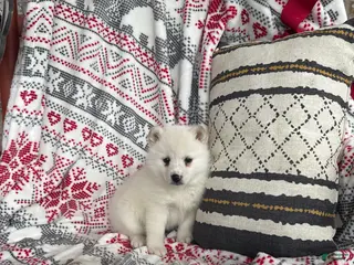 Pomsky dogs Luna - Ad 10