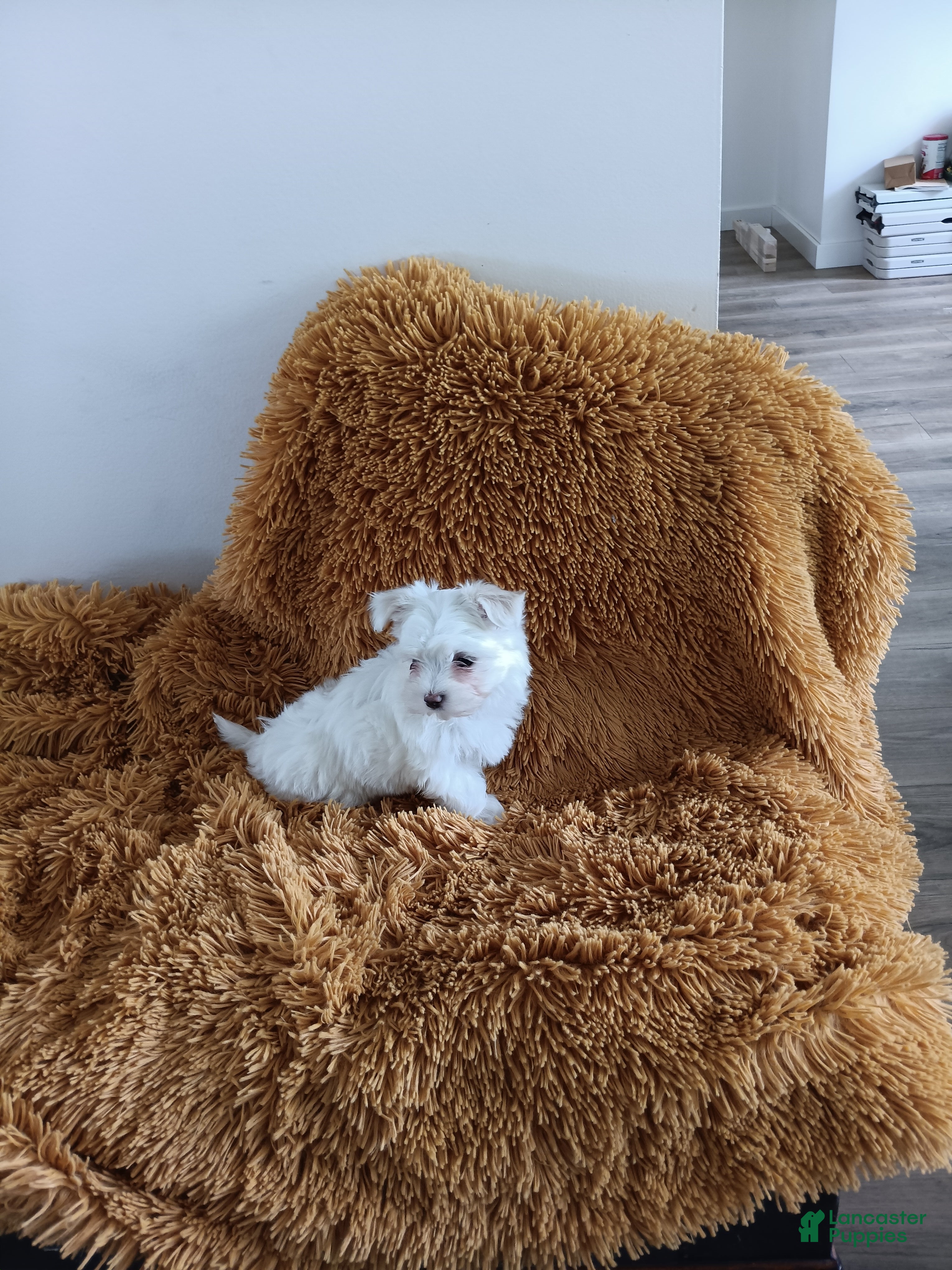 Maltese dogs Maltese Puppy 1 - Ad 2