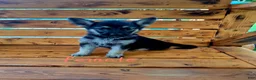German Shepherd dogs for sale: Fancy  - Ad 1