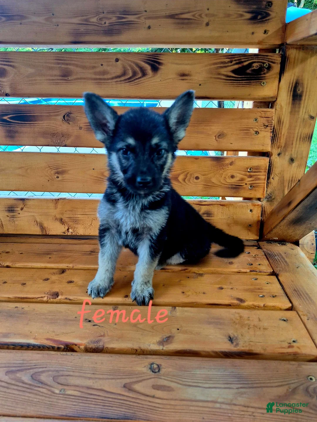German Shepherd dogs for sale: Fancy  - Ad 1
