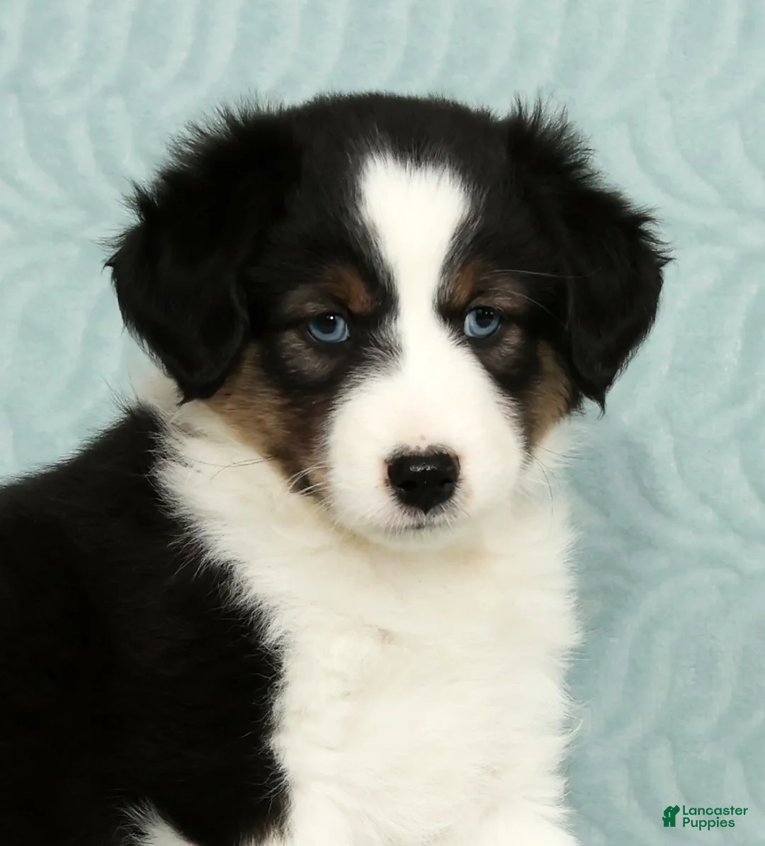 Australian Shepherd dogs for sale: Buddy - Ad 9