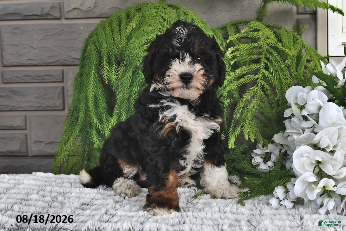 Mini Bernedoodle dogs Twilight - Ad 1