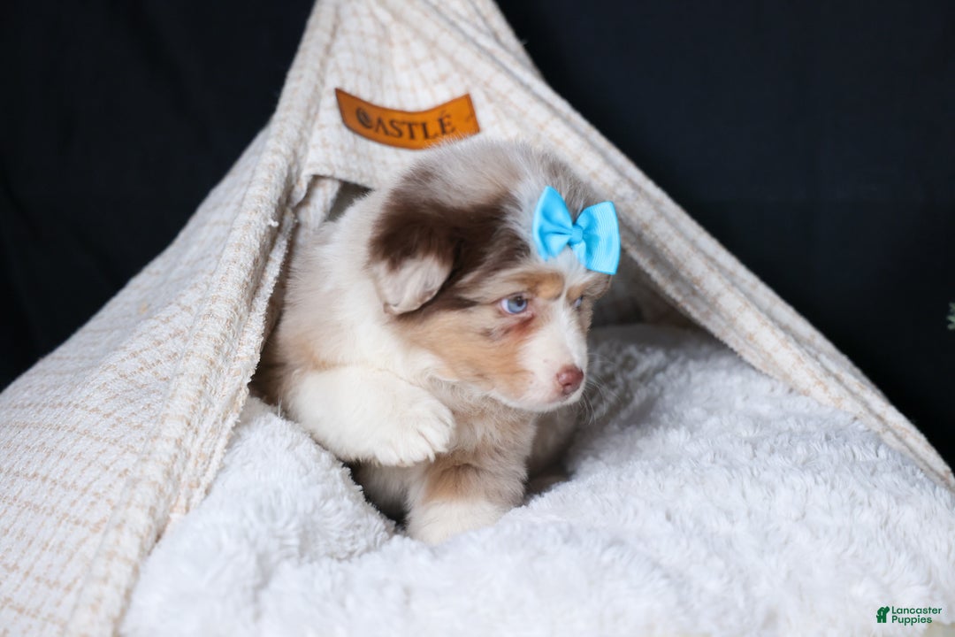 Miniature Australian Shepherd dogs for sale: SCOOTER - Ad 7