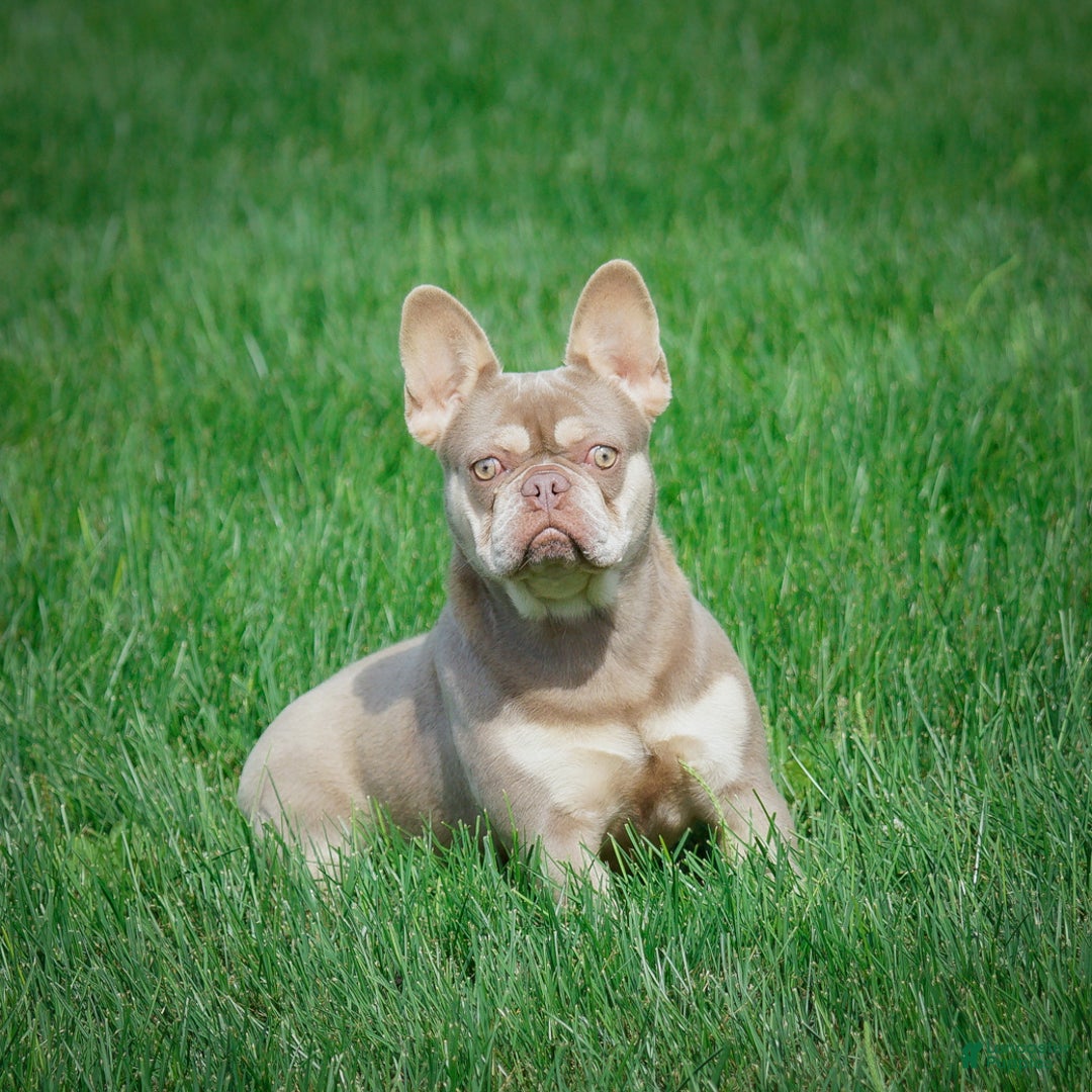 French Bulldog dogs for sale: Cooper - Ad 10