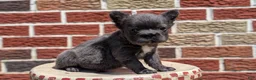 French Bulldog dogs for sale: Eden - Ad 6