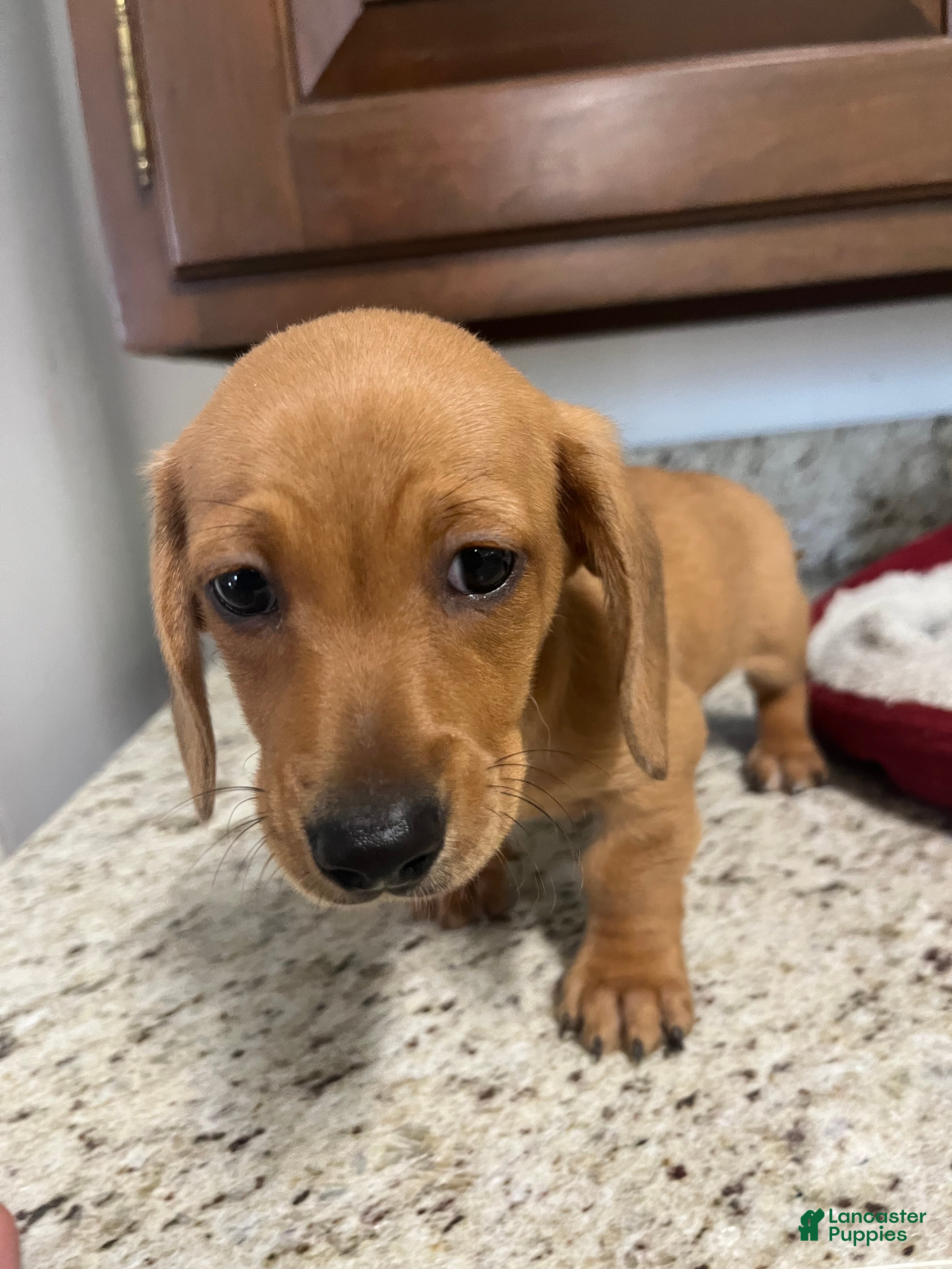 Miniature Dachshund dogs Winnie  - Ad 2