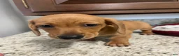 Miniature Dachshund dogs for sale: Winnie  - Ad 2