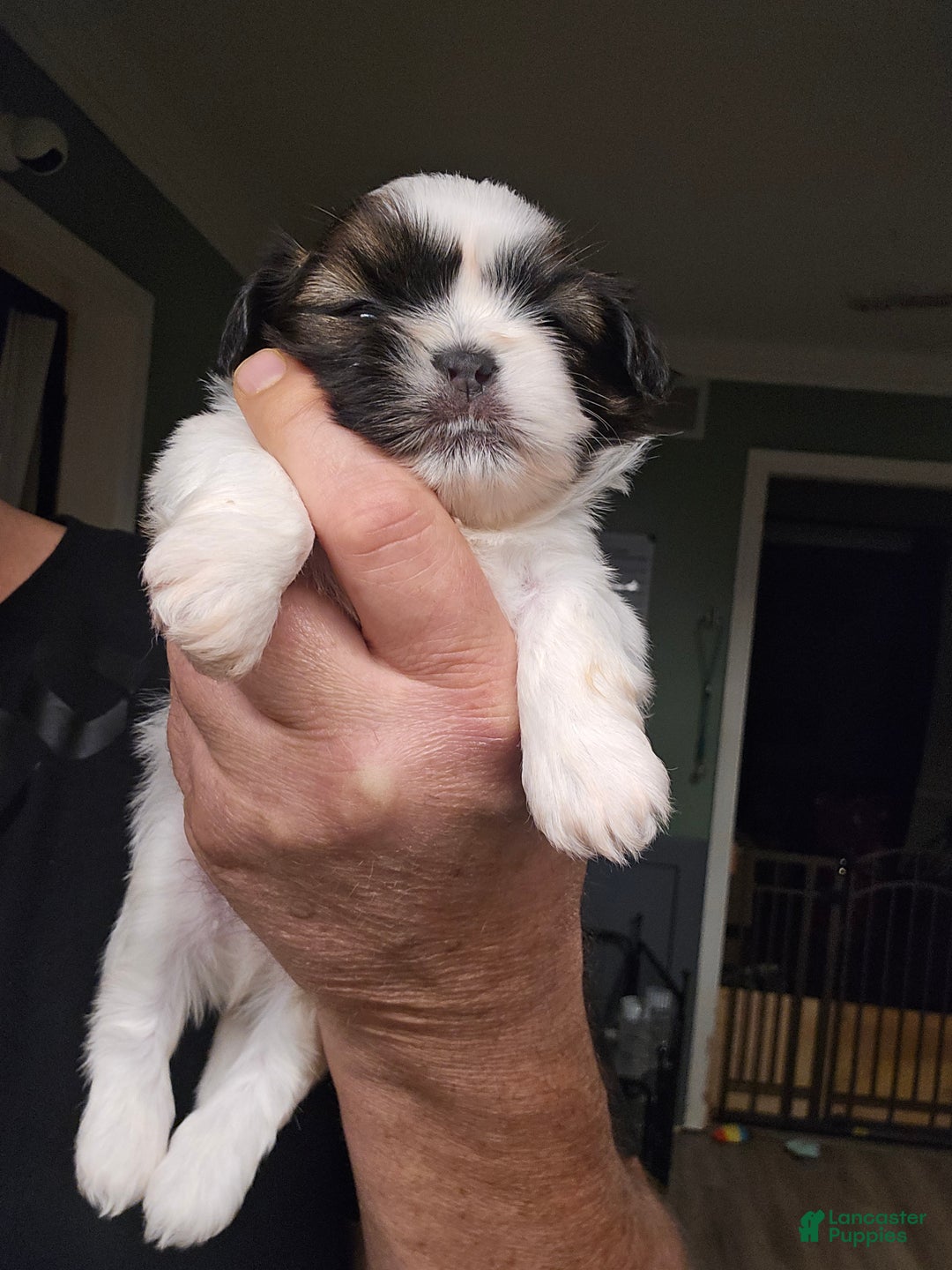 Shih Tzu dogs for sale: Luna - Ad 2