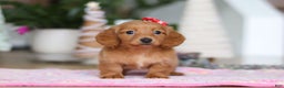 Miniature Dachshund dogs for sale: Grace - Ad 3