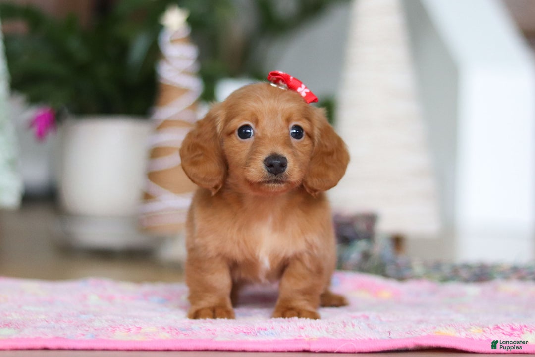 Miniature Dachshund dogs for sale: Grace - Ad 3
