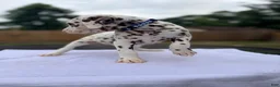 Dalmatian dogs for sale: Blue  - Ad 3