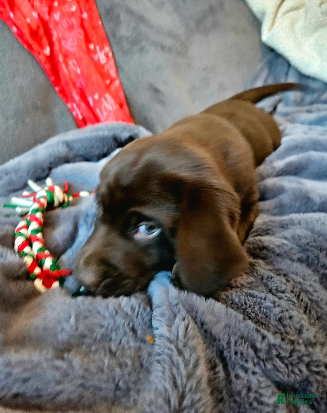 Labrador Retriever dogs for sale: Labrador Retriever Puppy 1 - Ad 2