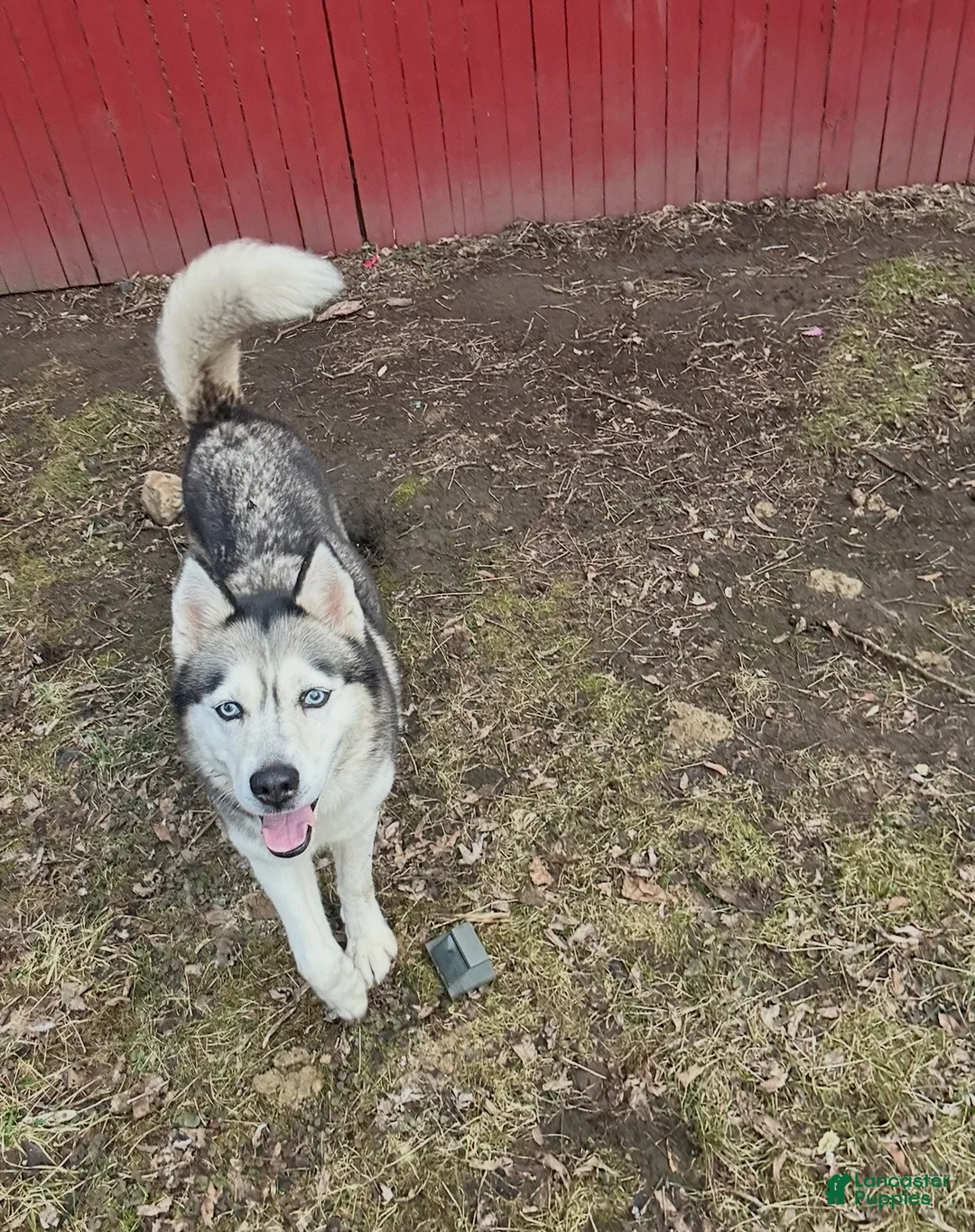 Siberian Husky dogs for sale: Siberian Husky Puppy 1 - Ad 3