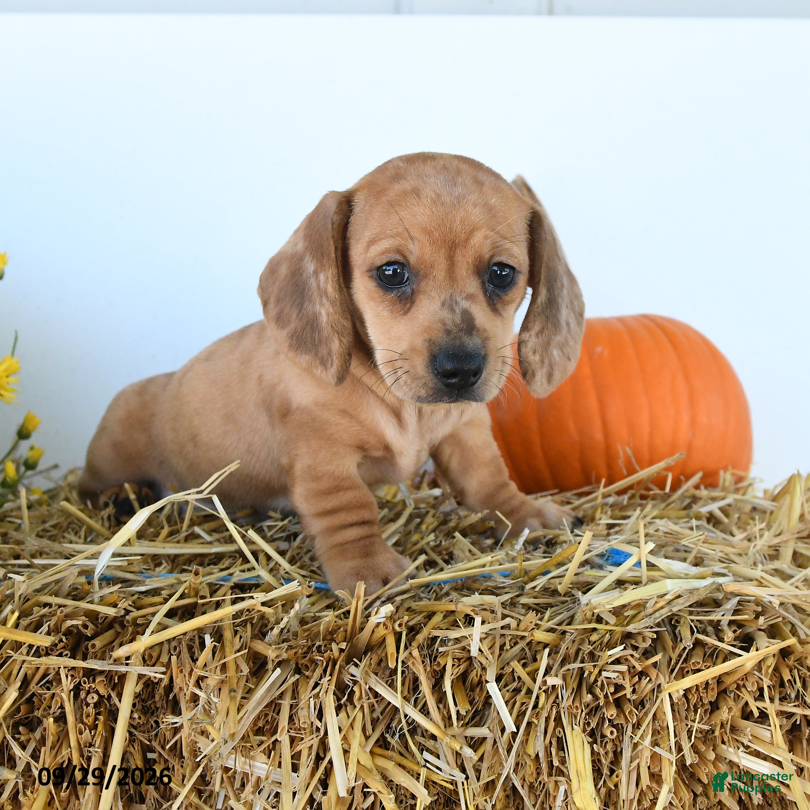 Belle (Dachshund, Female) in Goshen, IN