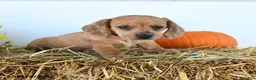 Miniature Dachshund dogs for sale: Belle - Ad 1
