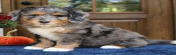 Mini Bernedoodle dogs for sale: Gus  - Ad 3