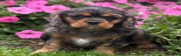 Cavalier King Charles Spaniel dogs for sale: Brody - Ad 9