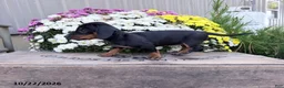 Miniature Dachshund dogs for sale: Dazzle - Ad 3