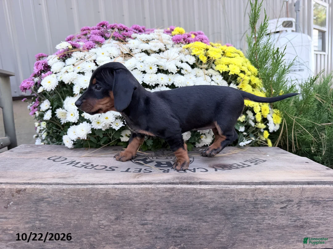 Miniature Dachshund dogs for sale: Dazzle - Ad 3
