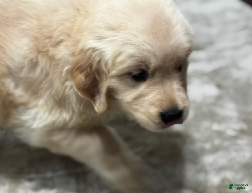 Golden Retriever dogs Pink Collar - Ad 41