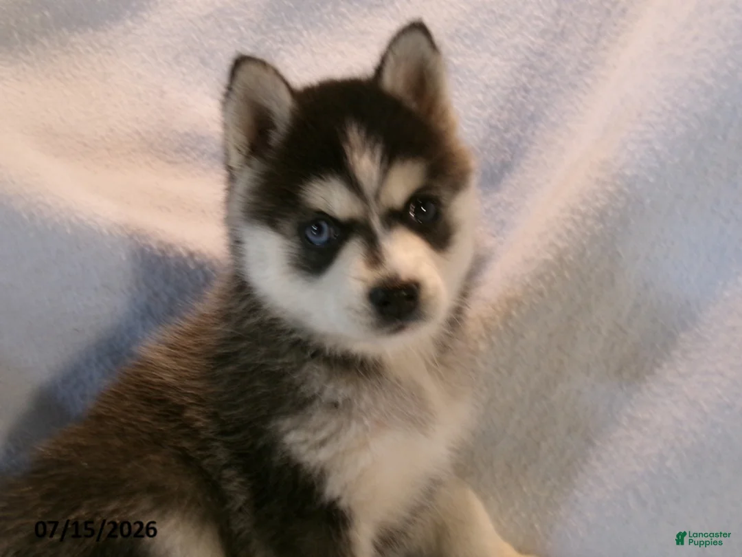 Pomsky dogs for sale: Americano - Ad 5