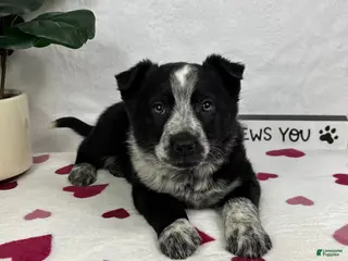 Mixed Breed dogs Marco - Ad 38