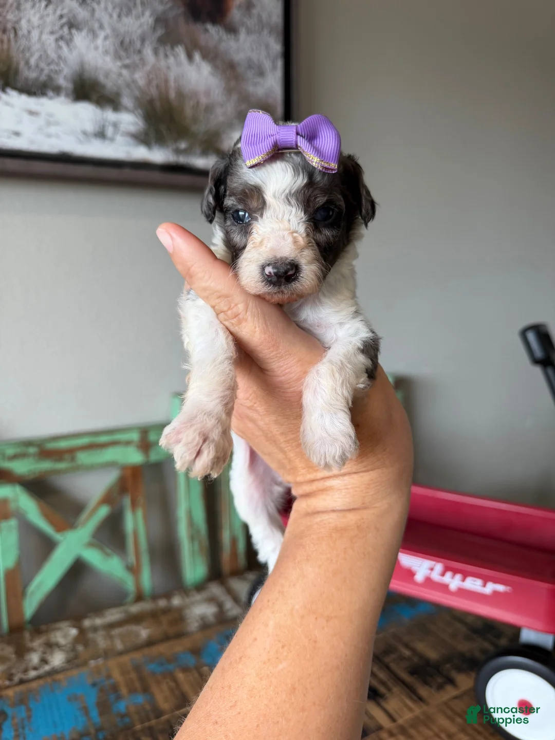 Miniature Poodle dogs for sale: Akc Clear 🧬 tested Blue Merle Phantom Parti Girl - Ad 2