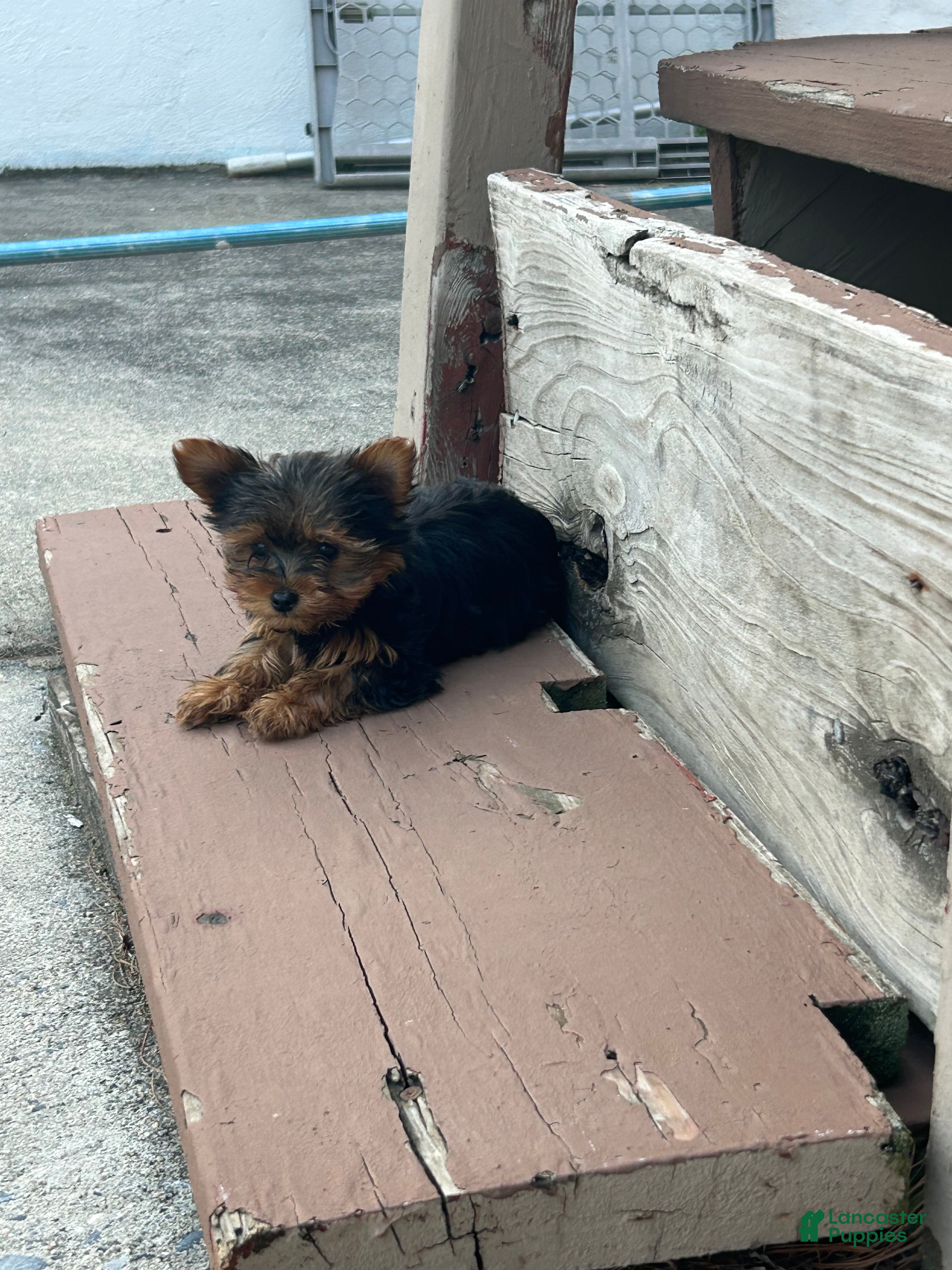 Yorkshire Terrier dogs Yorkshire Terrier Puppy 2 teacup Mickey  - Ad 2