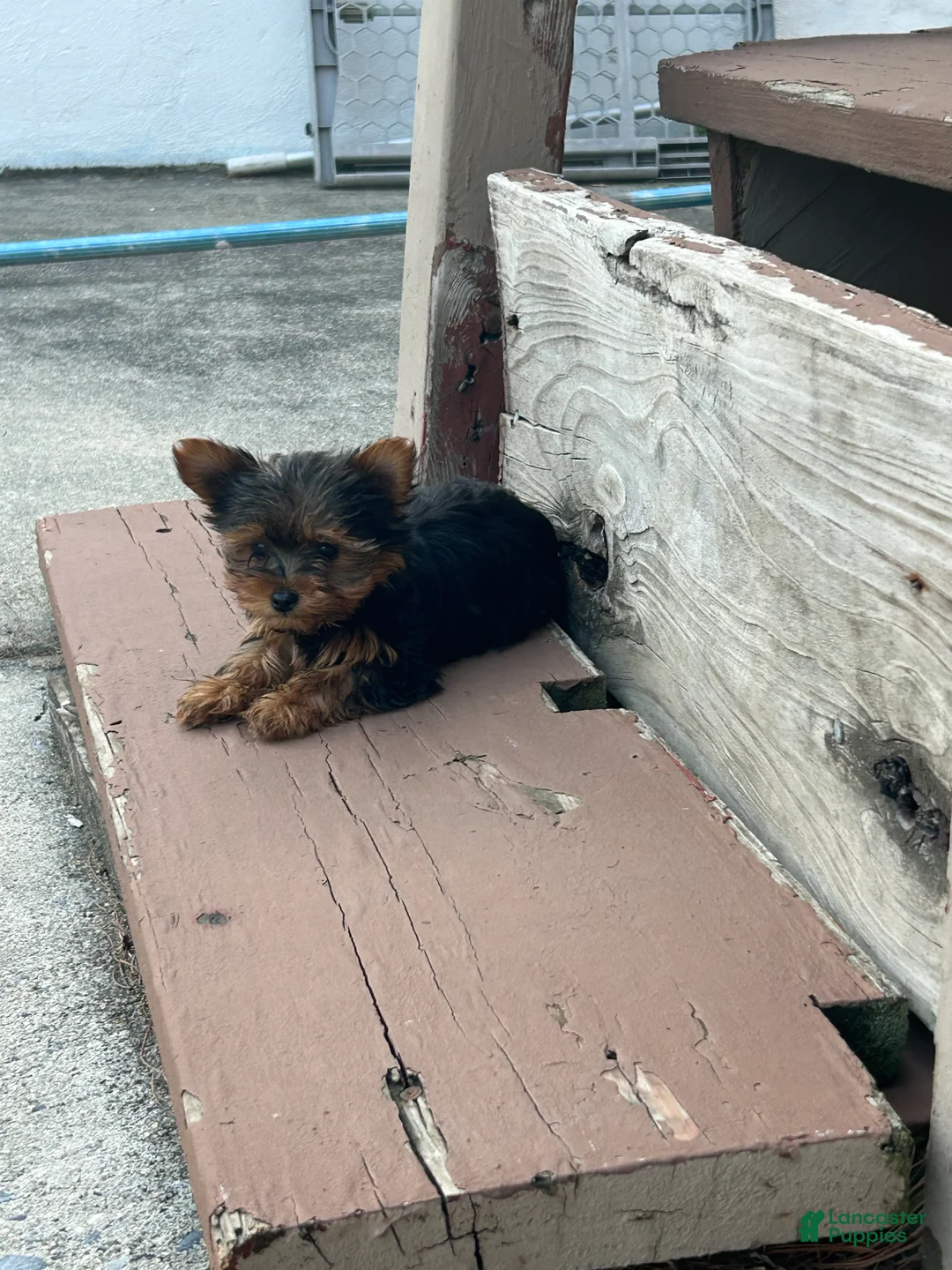 Yorkshire Terrier dogs for sale: Yorkshire Terrier Puppy 2 teacup Mickey  - Ad 2