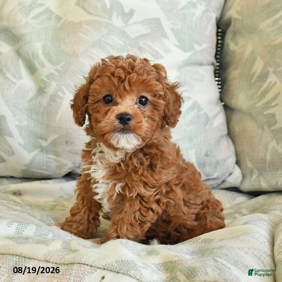 Toy Poodle dogs Smores - Ad 1