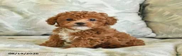 Toy Poodle dogs for sale: Smores - Ad 1